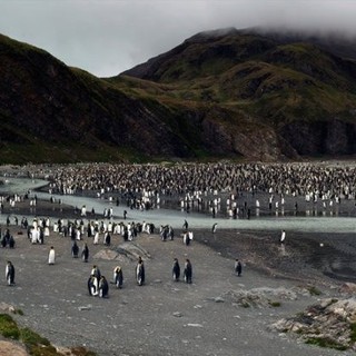 Adventures Of The Penguin King Picture 14