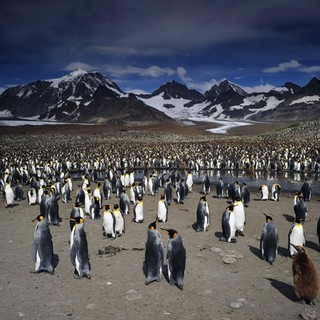 Adventures Of The Penguin King Picture 15