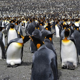 Adventures Of The Penguin King Picture 16