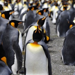 Adventures Of The Penguin King Picture 17