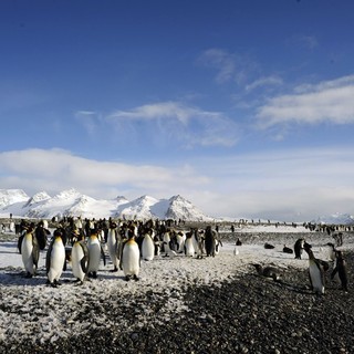 Adventures Of The Penguin King Picture 18