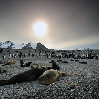 Adventures Of The Penguin King Picture 19