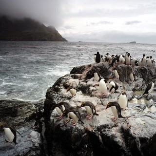 Adventures Of The Penguin King Picture 20