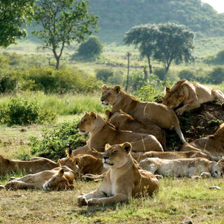 A scene from Disneynature's African Cats (2011)
