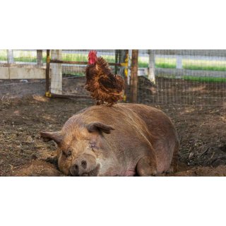 Biggest Little Farm, The (2019)