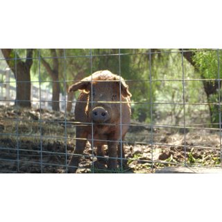 Biggest Little Farm, The (2019)