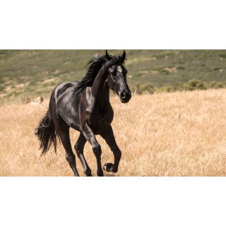 Black Beauty Picture 9