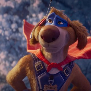 Charlie The Wonderdog Picture 2