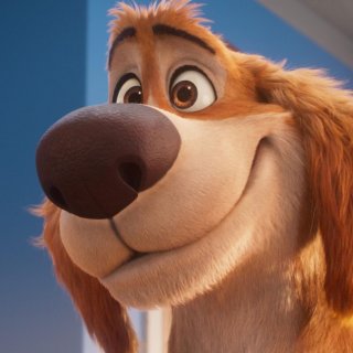 Charlie The Wonderdog Picture 4