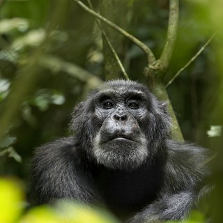 Chimpanzee Picture 20