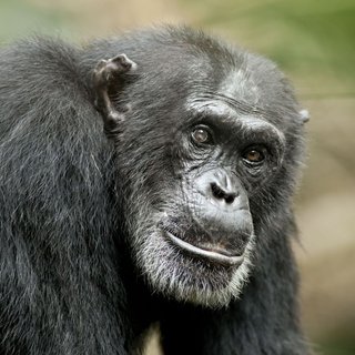 Chimpanzee Picture 27