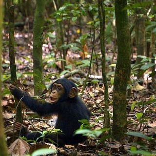 Chimpanzee Picture 2