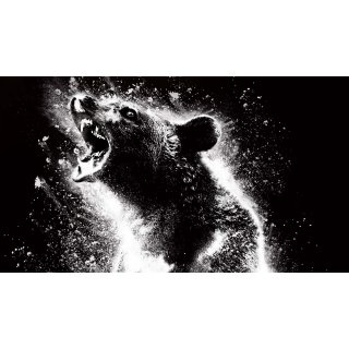 Cocaine Bear Picture 1