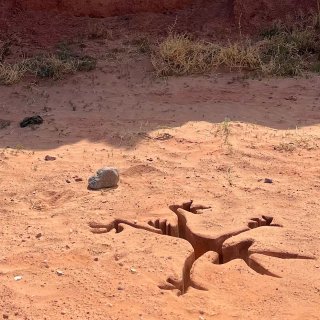 Coyote vs. Acme (2026)