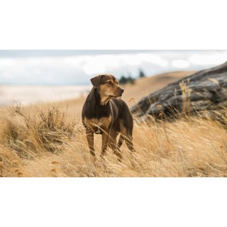 Dog's Way Home, A (2019)