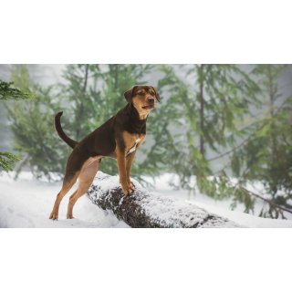 Dog's Way Home, A (2019)
