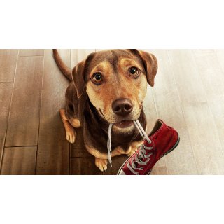 Dog's Way Home, A (2019)
