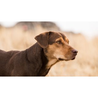 Dog's Way Home, A (2019)