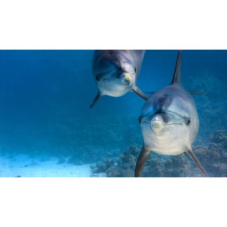 Dolphin Reef (2020)