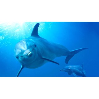 Dolphin Reef (2020)