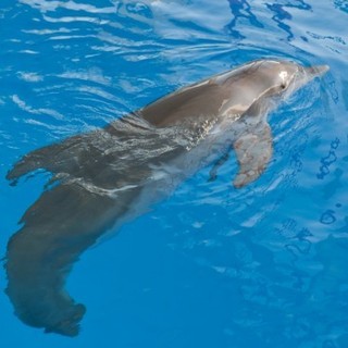 Dolphin Tale Picture 16