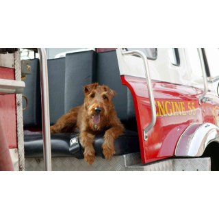 Firehouse Dog (2007)