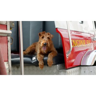 Firehouse Dog (2007)