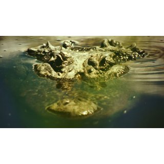 Gatorville (2026)