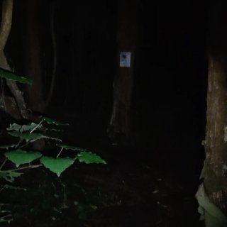 Grey_Pines.Mov (2026)