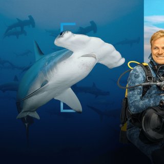 Hammerhead Sharks Up Close With Bertie Gregory Picture 1