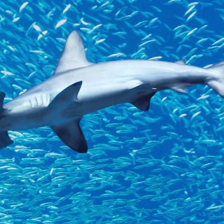 Hammerhead Sharks Up Close With Bertie Gregory Picture 2