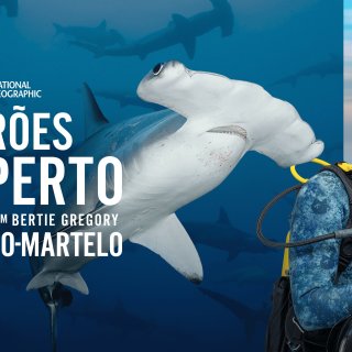 Hammerhead Sharks Up Close With Bertie Gregory Picture 3