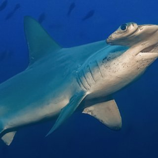 Hammerhead Sharks Up Close With Bertie Gregory Picture 4