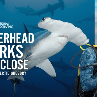 Hammerhead Sharks Up Close With Bertie Gregory Picture 5