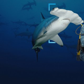 Hammerhead Sharks Up Close With Bertie Gregory Picture 6
