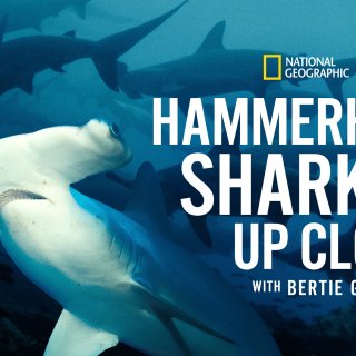 Hammerhead Sharks Up Close With Bertie Gregory Picture 7