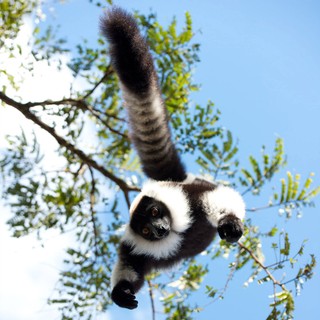 Island Of Lemurs: Madagascar Picture 1