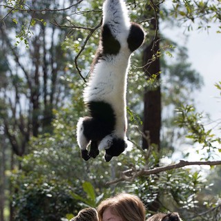 Island Of Lemurs: Madagascar Picture 3