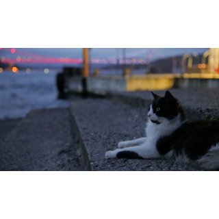 Kedi (2017)