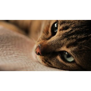 Kedi (2017)