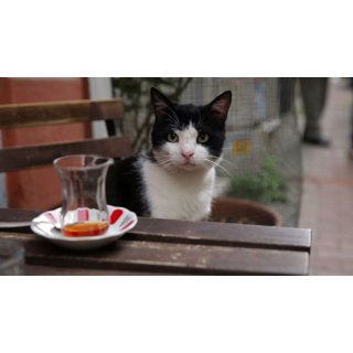 Kedi (2017)