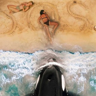 Killer Whale Picture 2