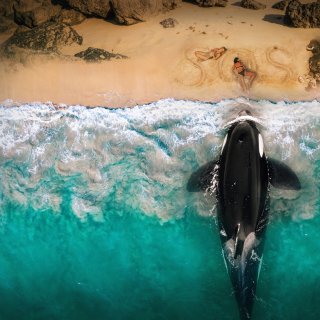 Killer Whale Picture 9
