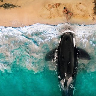 Killer Whale Picture 10