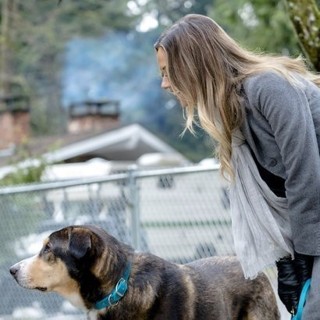 Love At First Bark Picture 3
