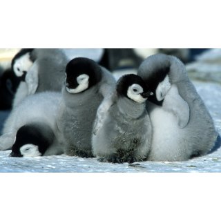 March of the Penguins (2005)