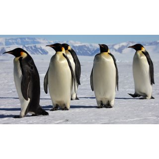 March of the Penguins (2005)