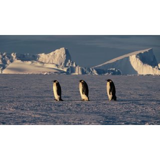 March of the Penguins (2005)