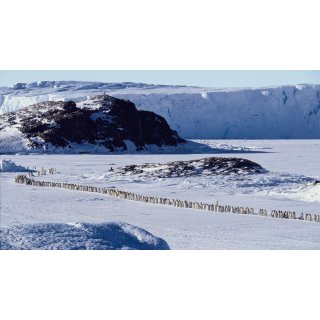 March of the Penguins (2005)