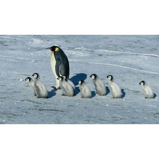 March of the Penguins (2005)